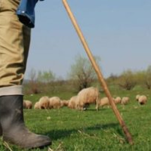 Ministrul Agriculturii și președintele ANSVSA se întâlnesc cu crescătorii de ovine pentru a combate pesta micilor rumegătoare