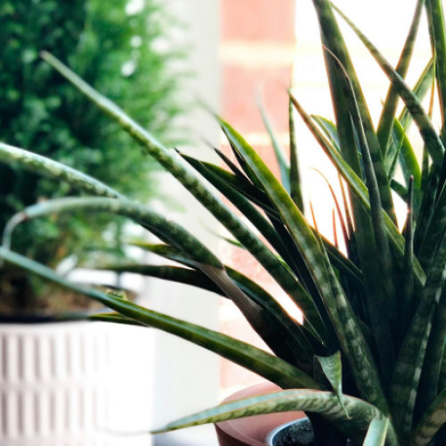 Plantele de interior care ajută la răcorirea locuinței în zilele caniculare