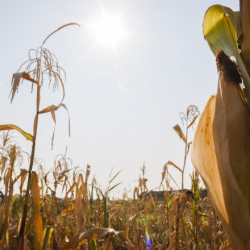 Despagubiri pentru fermieri în contextul secetei, anunțuri de la Ministerul Agriculturii