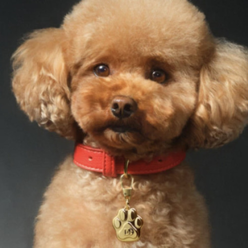 Industria îngrijirii animalelor de companie se dezvoltă rapid