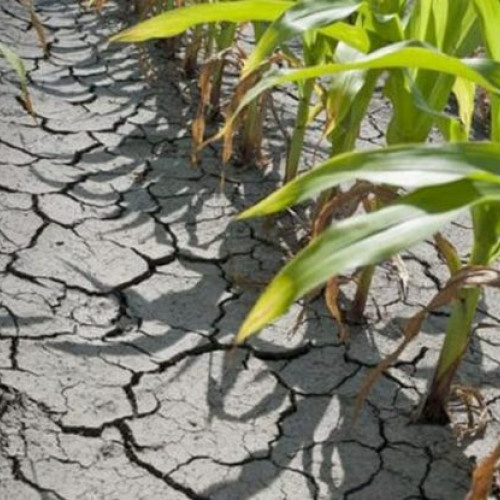 Fermierii vor primi despăgubirile pentru secetă în luna octombrie