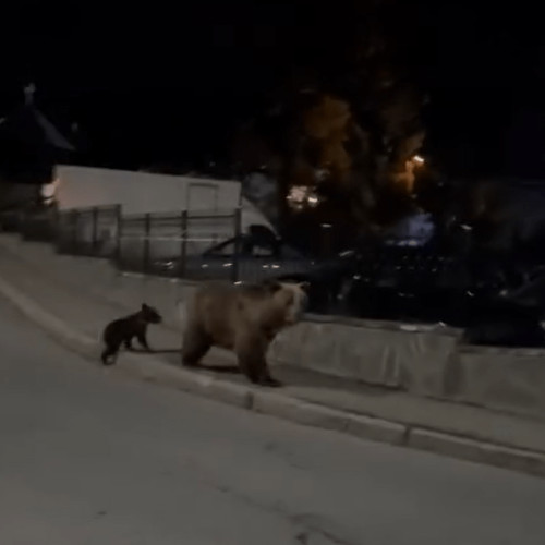 Întâlnire neașteptată pe străzile din Bușteni: un câine alungă o ursoaică