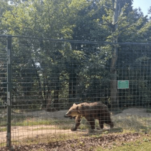 Viața fericită a ursilor în Sanctuarul Libearty din Zărnești