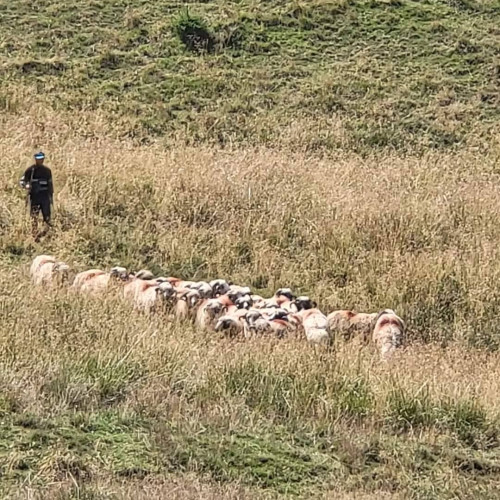 Pesta Micilor Rumegătoare face victime în județul Dâmbovița