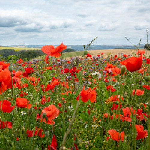 Vremea în săptămâna următoare: temperaturi ridicate și fenomene de instabilitate atmosferică