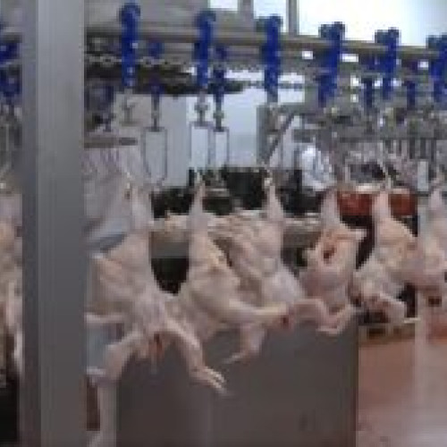 Redeschiderea abatorului de păsări din județul Botoșani, după patru ani de închidere