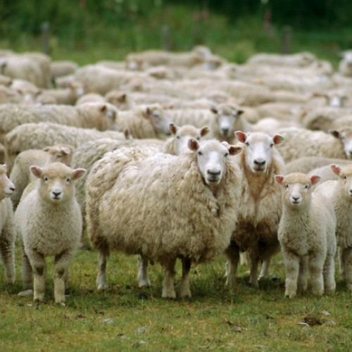 Măsuri în urma focarelor de pestă micilor rumegătoare în România