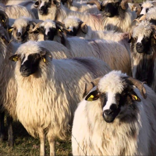 Targurile de animale din judetul Alba, închise pe termen nelimitat din cauza Pestei Micilor Rumegătoare