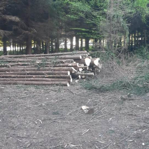 Scădere a volumul de lemn recoltat în România, în 2023