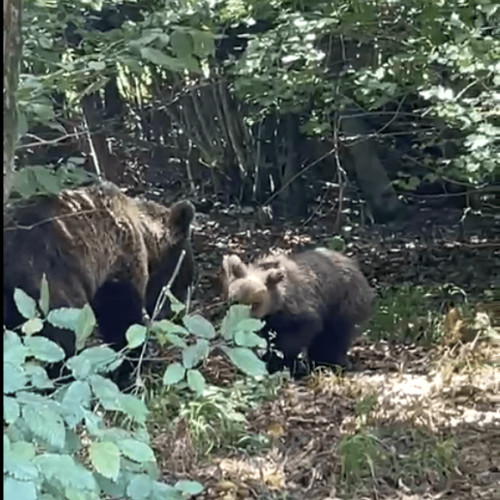 Intervenții ale jandarmilor harghiteni din cauza prezenței urșilor