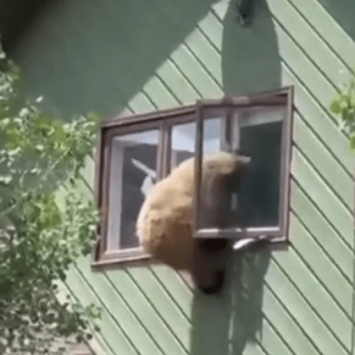 Un urs curajos a intrat într-o casă din Sinaia