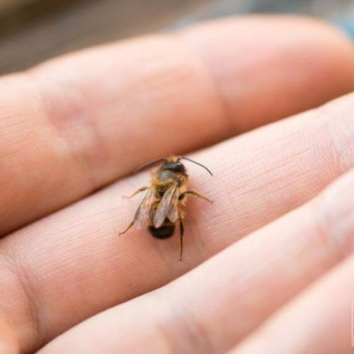 Incidentul pe o sosea din judet provocat de o intepatura de albina