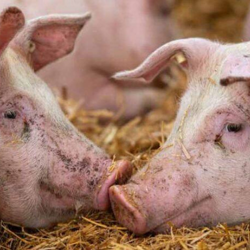 Confirmare a Pestei Porcine Africane în Dâmbovița