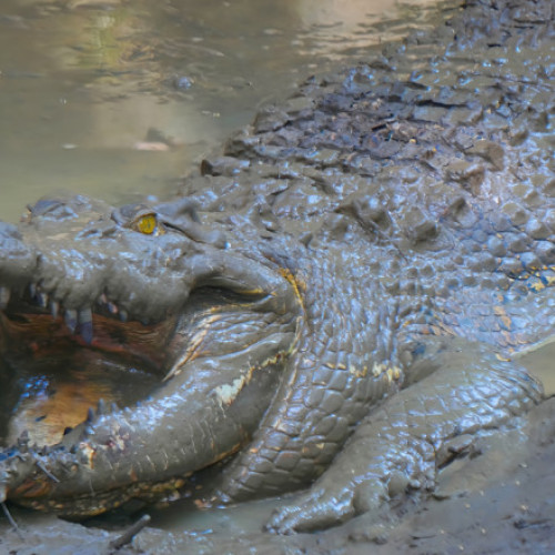 Rămășițe umane descoperite în crocodilul eutanasiat, suspectat de uciderea unui bărbat în Cooktown