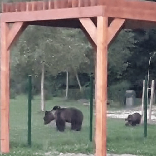Capturarea urșilor în zona Noua - Dârste de către echipa de intervenție
