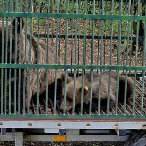 Ursoaica și puiul său, capturați pentru relocare în apropierea Parcului Noua