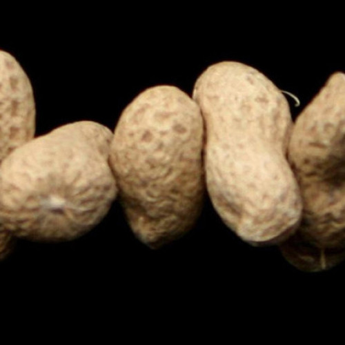 Bebeluşii din Australia cu alergii la arahide, parte a unui program naţional de tratament