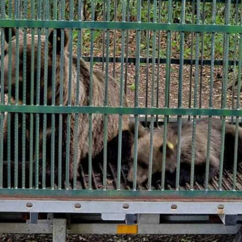 Ursoaica și puiul său, relocati de urgență din Noua