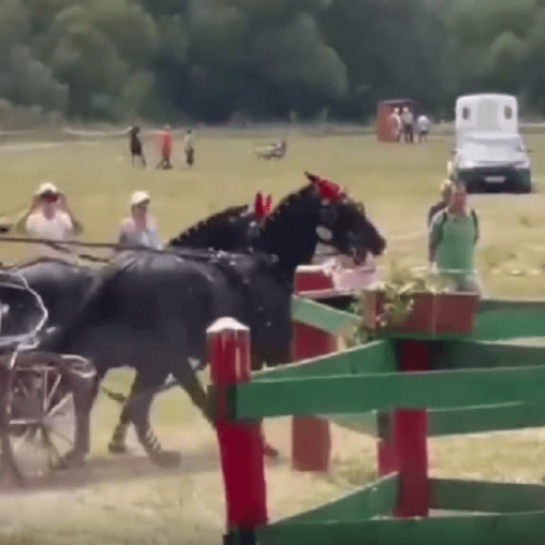 Herghelia Beclean câștigă Concursul Internațional de Atelaje cu Doi Cai
