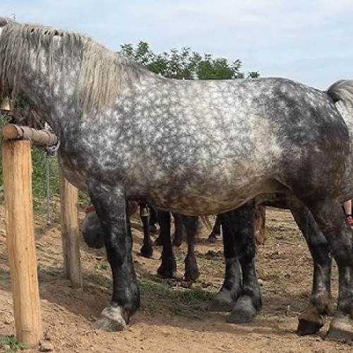 Activitate de verificare a respectării legislației privind protecția animalelor în Beltiug