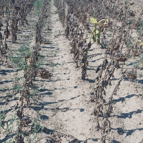 Seceta extremă provoacă daune grave agriculturii din Dâmbovița