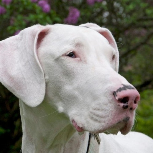 Incendiu provocat de un câine într-o casă din Tulsa, Oklahoma