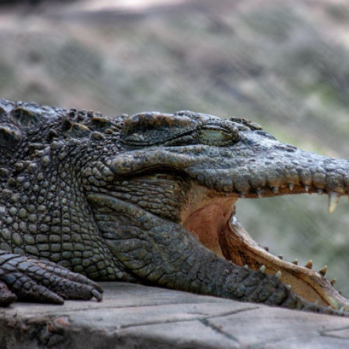 Crocodilul &quot;Crocky&quot; din Sofia scoate la iveală neputințele administrației locale