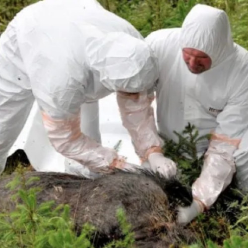 Licitație pentru servicii de ecarisare în județul Vaslui