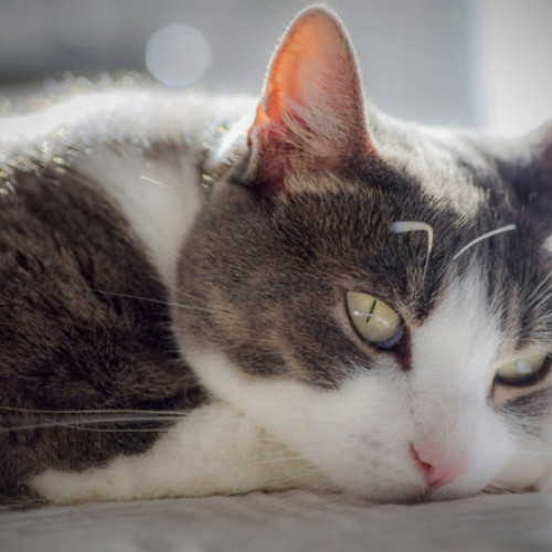 Pisicile pot simți doliu după moartea altor animale de companie, arată un studiu