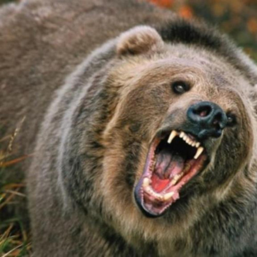 Judetul Covasna: Se pot vâna 108 urși până în 2025