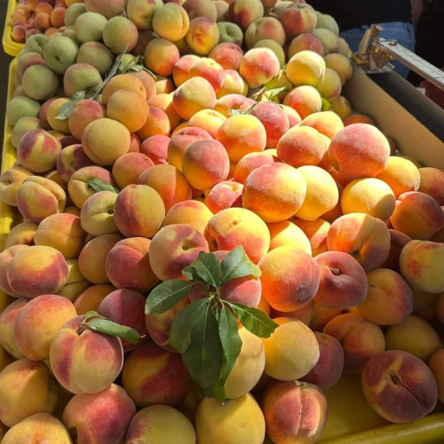 Medic nutriționist: Caisele sunt desertul ideal al verii pentru siluetă