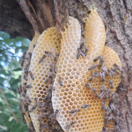 Patrula Apicola Urbana intervine pentru gestionarea albinelor