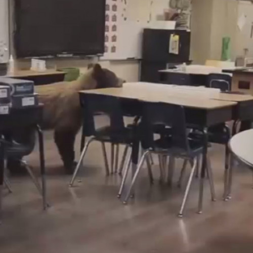 Un urs pătrunde într-o sală de clasă din California înainte de începerea anului școlar