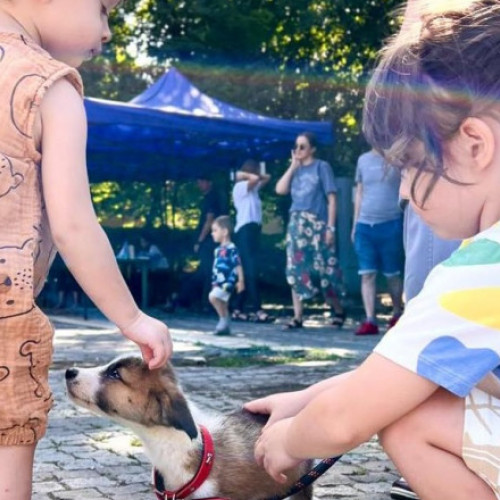 ASPA organizează un nou târg de adopții de căței