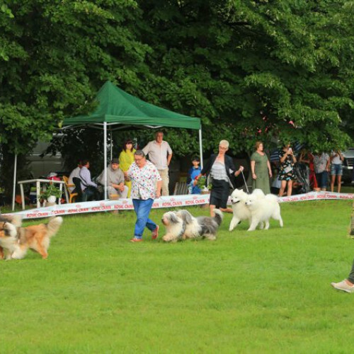 Buzau va gazdui Muntenia Dog Show pe 7-8 septembrie 2024