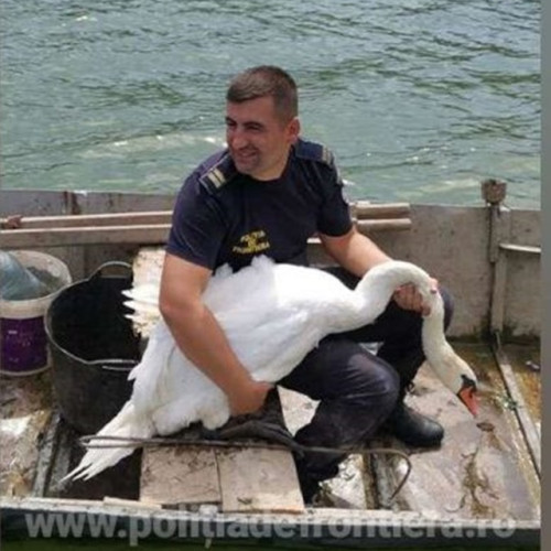 Salvare spectaculoasă a unei lebede pe Dunăre de către polițiștii de frontieră din Orșova