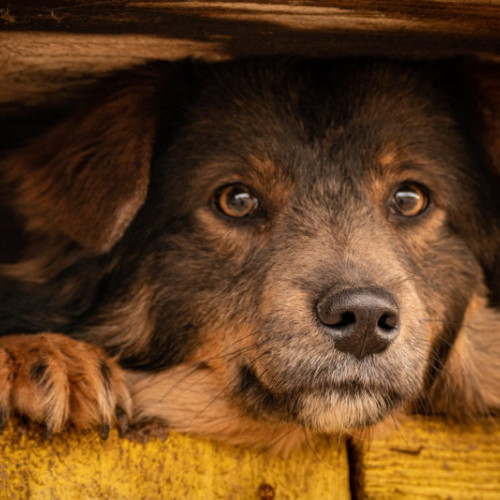 Gestionarea situatiei animalelor abandonate în Miercurea-Ciuc, externalizată prin proceduri de achiziție publică