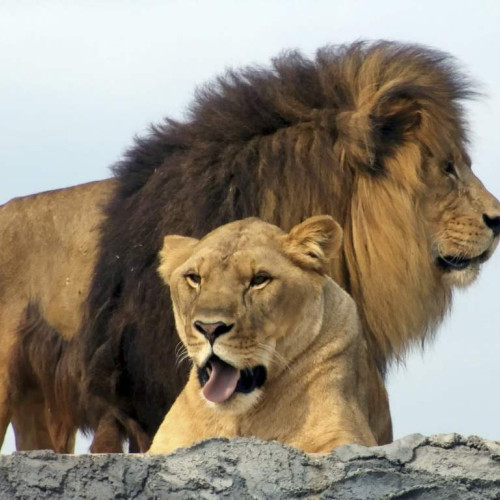 Ziua Mondială a Leului: O Comemorare a Conservării Speciei