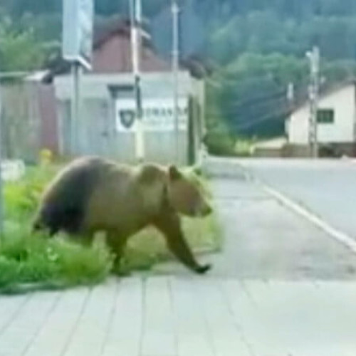 Avertisment pentru localnici și turiști în Sinaia din cauza prezenței unei ursoaice cu pui