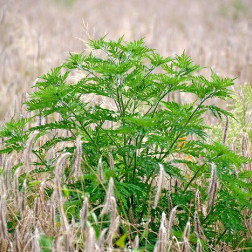 Poliția Locală a Intensificat Controalele pentru Combaterea Ambroziei