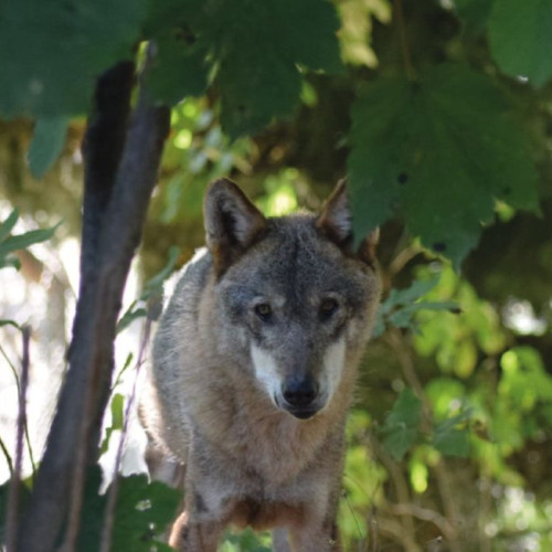 Activități educative la Grădina Zoologică Brașov cu ocazia Zilei Internaționale a Lupului