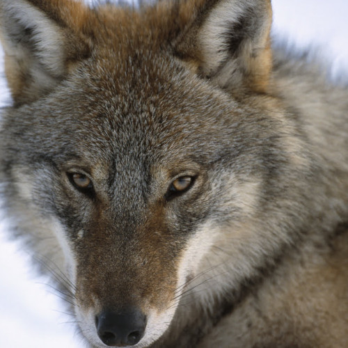 Activități speciale la Grădina Zoologică Brașov cu ocazia Zilei Internaționale a Lupului