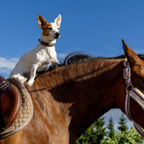 Caii demonstrează o inteligență cognitivă superioară printr-un studiu al Universității Nottingham Trent
