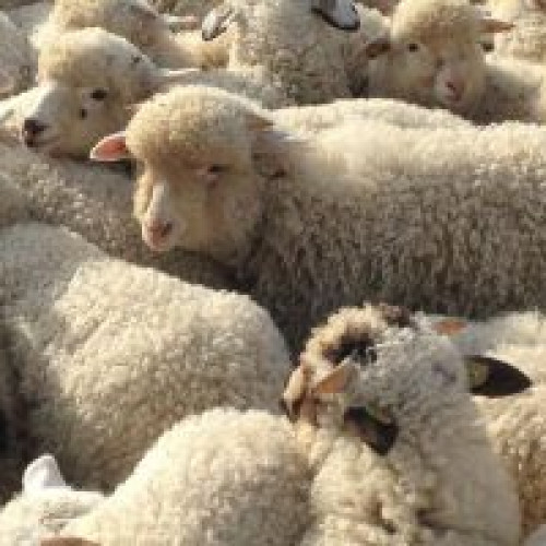 Pagube de 720 milioane de euro în zootehnie