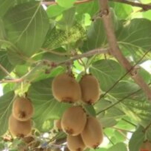 Kiwi din Botoșani: o poveste de succes din zonele tropicale