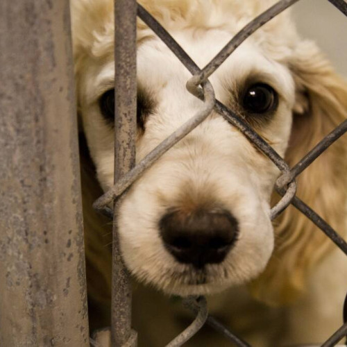 Acțiune de verificare a respectării normelor de protecție a animalelor în Târgoviște