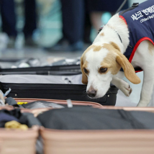 Coreea de Sud pregătește măsuri speciale pentru a preveni infestarea cu plosnițe la întoarcerea sportivilor de la Jocurile Olimpice Paris 2024