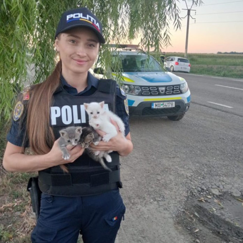 O polițistă din Bucecea salvează patru pui de pisică abandonați