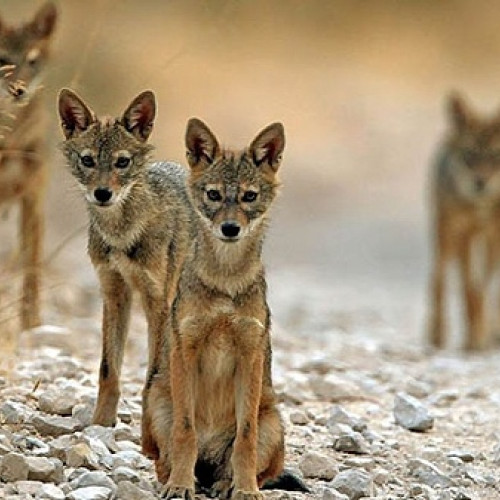 Fermier din Madaras descoperă o realitate îngrijorătoare: atacul sacalilor aurii