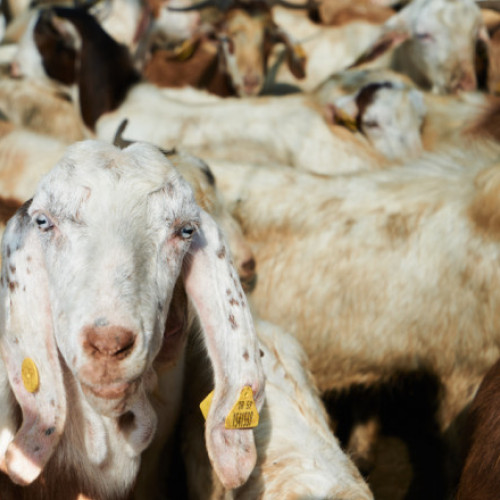 Rusia oferă 447 de capre Coreei de Nord pentru a combate penuria de alimente